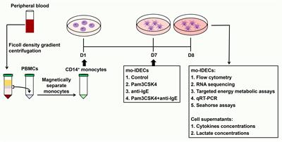 Distinct maturation, glucose metabolism, and inflammatory function of human monocytes-derived IDECs mediated by anti-IgE and Pam3CSK4 alone or in combination